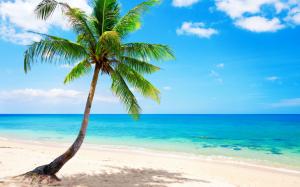 Lonely palm tree, tropical, beach, coast, sea wallpaper thumb