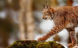 Lynx hunting, predator animals wallpaper thumb