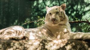 Animals, white tiger wallpaper thumb