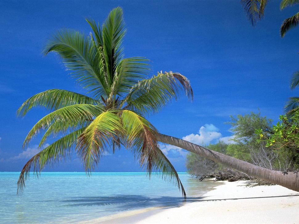 Coconut Tree On The Beach Cook Island  High Res Stock Photos Free wallpaper,beach wallpaper wallpaper,cook island wallpaper,tropical beach wallpaper,tropical island wallpaper,1600x1200 wallpaper