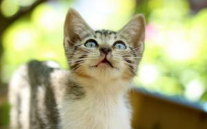 Kitten, tabby, eyes, glare wallpaper thumb