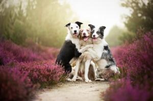 dogs, three, grass, flowers, photo shoot wallpaper thumb