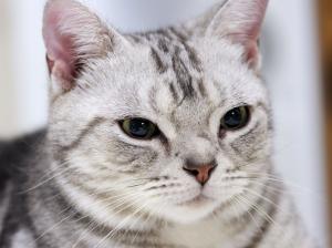 Gorgeous American Shorthair Cat wallpaper thumb