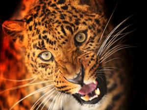 Animal of leopard, face, eyes, fangs wallpaper thumb