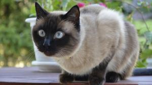* Pretty Cat ... Has Such Beautiful Blue Eyes * wallpaper thumb