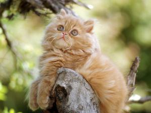 Cute Persian Kitten wallpaper thumb