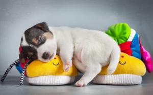 Cute puppy sleep on shoes wallpaper thumb