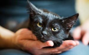 Little black cat, hand wallpaper thumb