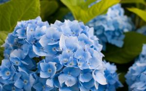Blue Hydrangea Flower wallpaper thumb