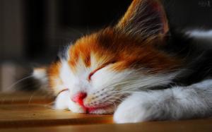 Cat sleep very comfortable wallpaper thumb