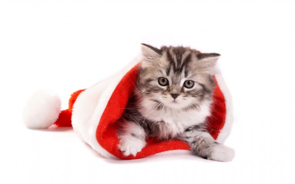 Santa Paw's Is Coming To Town wallpaper,whiskers HD wallpaper,cute HD wallpaper,animals HD wallpaper,2560x1600 wallpaper