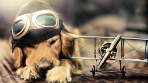 Dog Airplane Plane Goggles HD wallpaper thumb