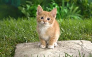 Curious Tabby Kitten wallpaper thumb
