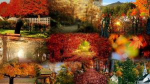 Collage Of Fall Color wallpaper thumb