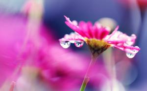 Pink flower macro photography, bright, water droplets, blurry wallpaper thumb