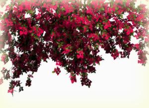 Arches of Red Flowers wallpaper thumb
