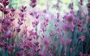 Field Lavender Nature Blurring Purple Flowers Wide Resolution wallpaper thumb