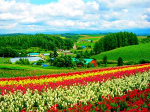 Hokkaido Flower Field wallpaper thumb