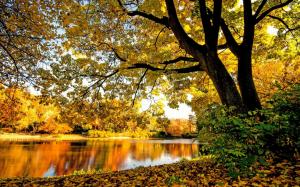 River, trees, leaves, yellow, autumn wallpaper thumb