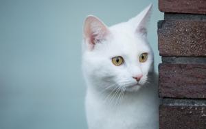 White cat, look, yellow eyes wallpaper thumb