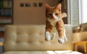Cat jump, house wallpaper thumb