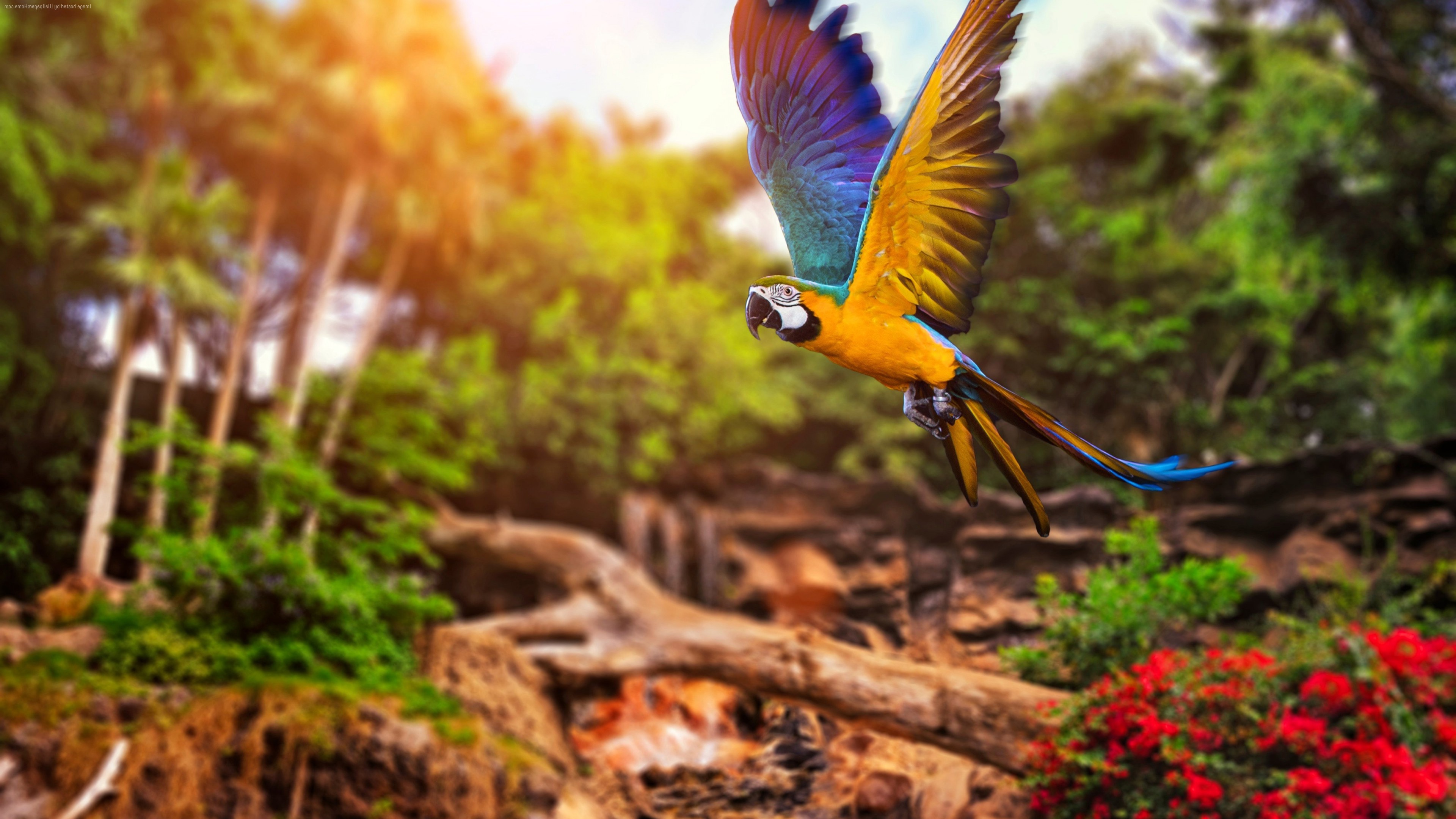 Flying Parrot wallpaper | animals and birds | Wallpaper Better