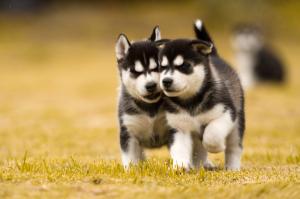 Two hasky puppies wallpaper thumb