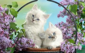 Sweet White Kittens In A Basket wallpaper thumb