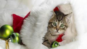 Christmas Kitten HD wallpaper thumb