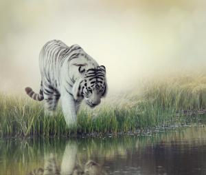 White tiger striped wallpaper thumb