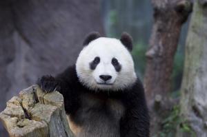 Animals, Panda, Black And White wallpaper thumb