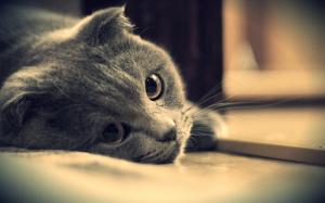 Gray cat eyes close-up wallpaper thumb