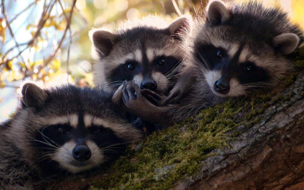 Three cute raccoons wallpaper,Three HD wallpaper,Cute HD wallpaper,Raccoons HD wallpaper,1920x1200 wallpaper