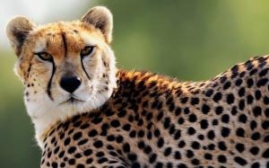 Cheetah, spots, eyes, predator wallpaper thumb