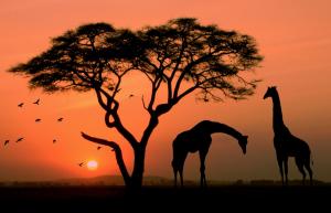 Giraffe in Africa wallpaper thumb