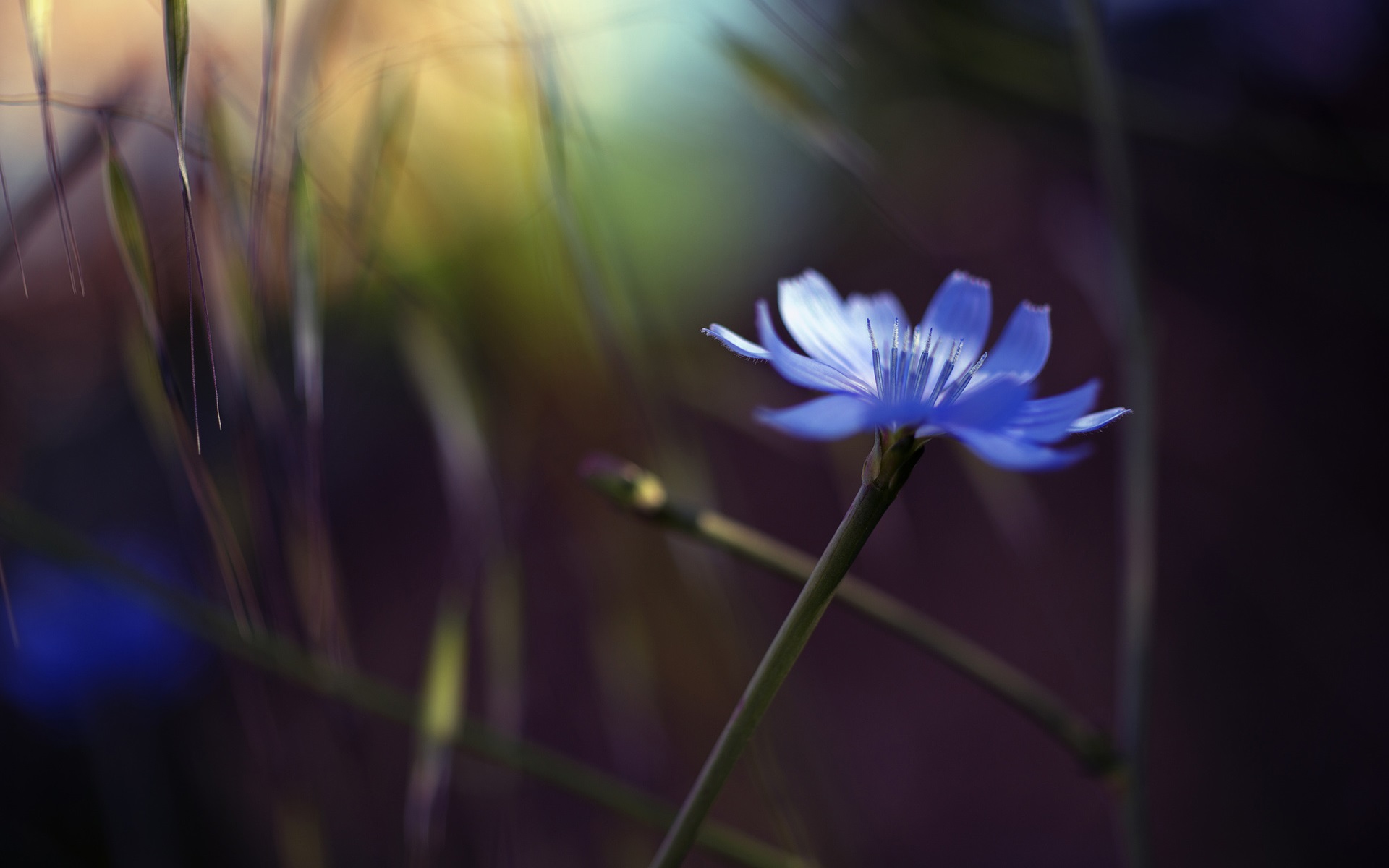 Single flower, blue cornflower, glare, bokeh wallpaper ...