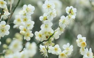 Twigs, white cherry flowers, blossom, spring, bokeh wallpaper thumb