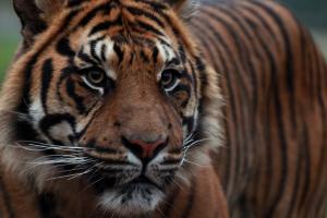 Sumatran, tiger, look wallpaper thumb