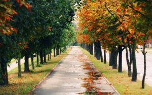 Nature landscapes, park, trees, road, autumn wallpaper thumb