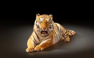 Largest cat, the Amur tiger, black background wallpaper thumb