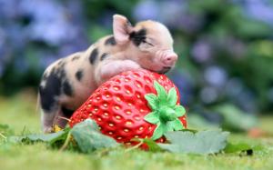 Animals, little pig, big strawberry wallpaper thumb