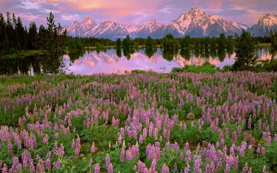 Mountains, lake, pink flowers, meadow, fields, water reflection, sunset wallpaper,Mountains HD wallpaper,Lake HD wallpaper,Pink HD wallpaper,Flowers HD wallpaper,Meadow HD wallpaper,Fields HD wallpaper,Water HD wallpaper,Reflection HD wallpaper,Sunset HD wallpaper,1920x1200 wallpaper