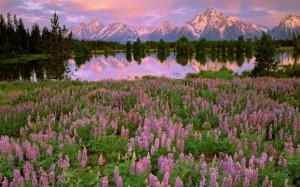Mountains, lake, pink flowers, meadow, fields, water reflection, sunset wallpaper thumb