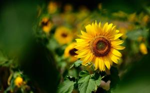 Yellow flower, sunflower, summer sunny, blurring background wallpaper thumb