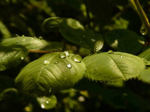 Leaves Macro Water Drops HD wallpaper thumb