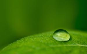 Water Drop on Green Leaf wallpaper thumb
