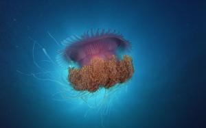 Jellyfish Under Sea wallpaper thumb