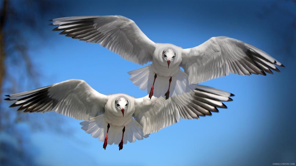 Seabirds Gulls wallpaper,seabirds HD wallpaper,gulls HD wallpaper,3840x2160 wallpaper