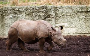 Rhino Rhinoceros HD wallpaper thumb