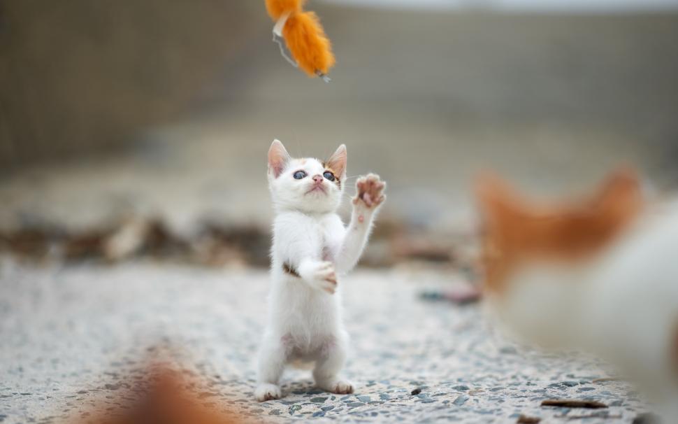 White kitten stand to play game wallpaper,White HD wallpaper,Kitten HD wallpaper,Stand HD wallpaper,Play HD wallpaper,Game HD wallpaper,2560x1600 wallpaper